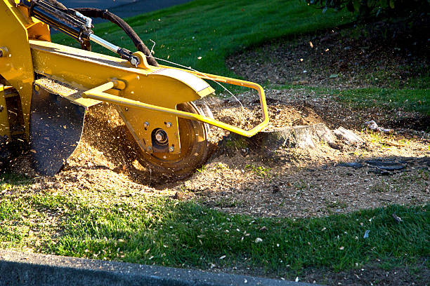 How Our Tree Care Process Works  in  Kannapolis, NC