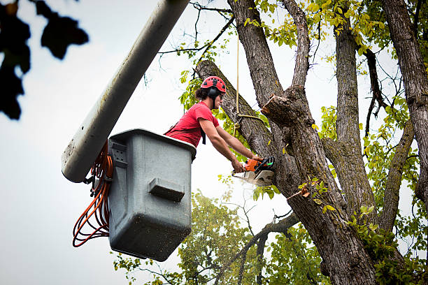 Professional Tree Care Services in Kannapolis, NC